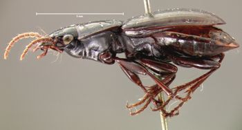 Media type: image;   Entomology 5646 Aspect: habitus lateral view
